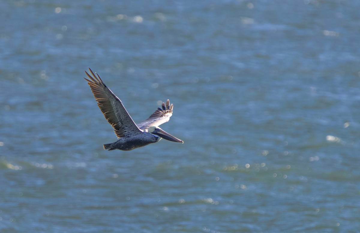 Brown Pelican - ML644672153