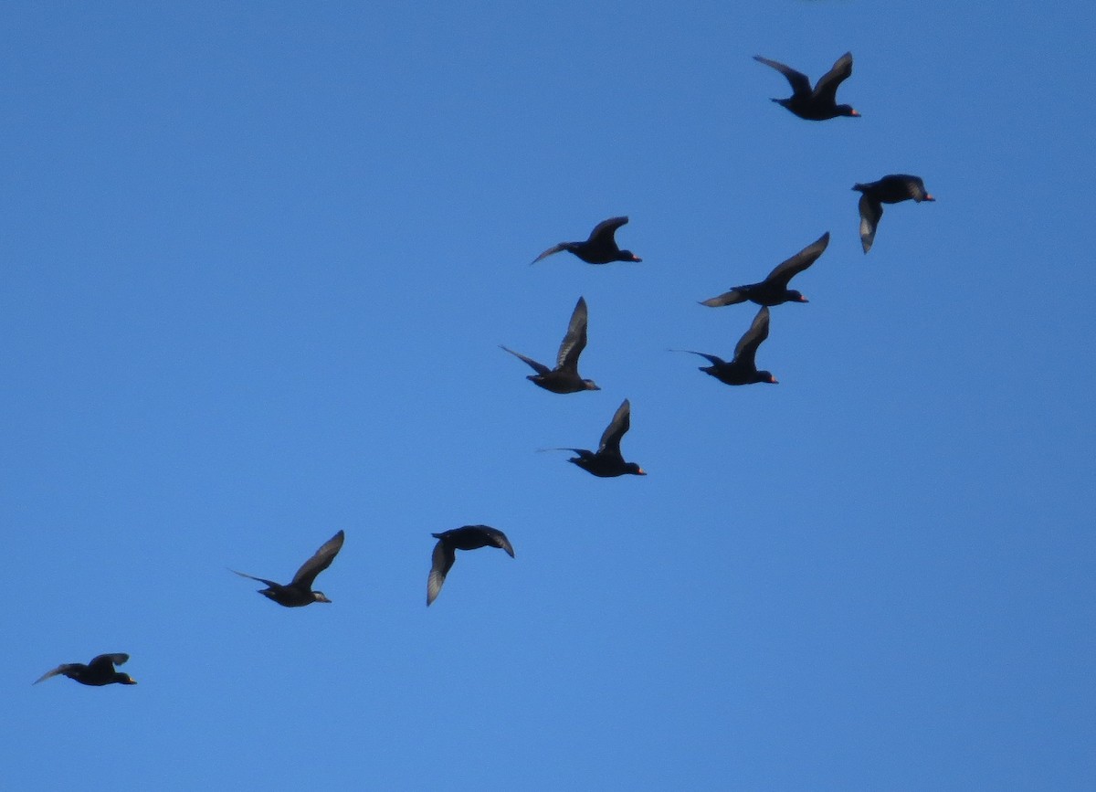 Black Scoter - ML644672156