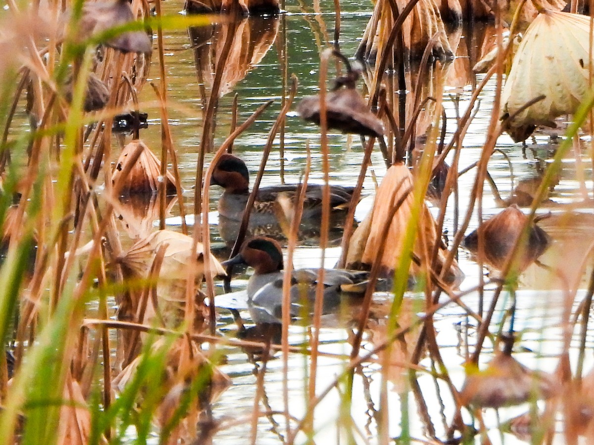 Çamurcun - ML644672165