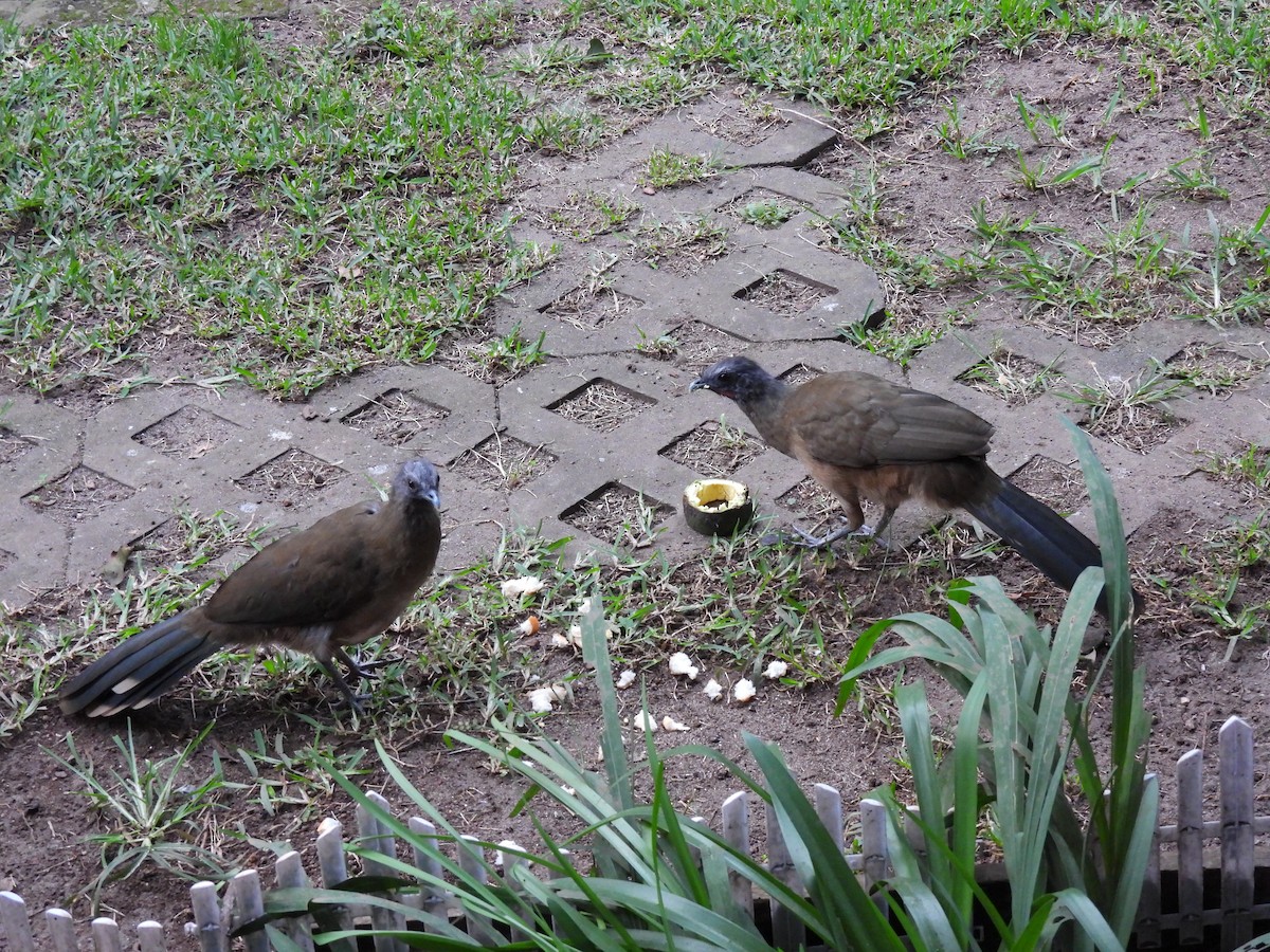 Plain Chachalaca - ML644672169