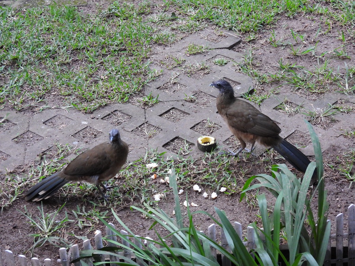 Plain Chachalaca - ML644672171