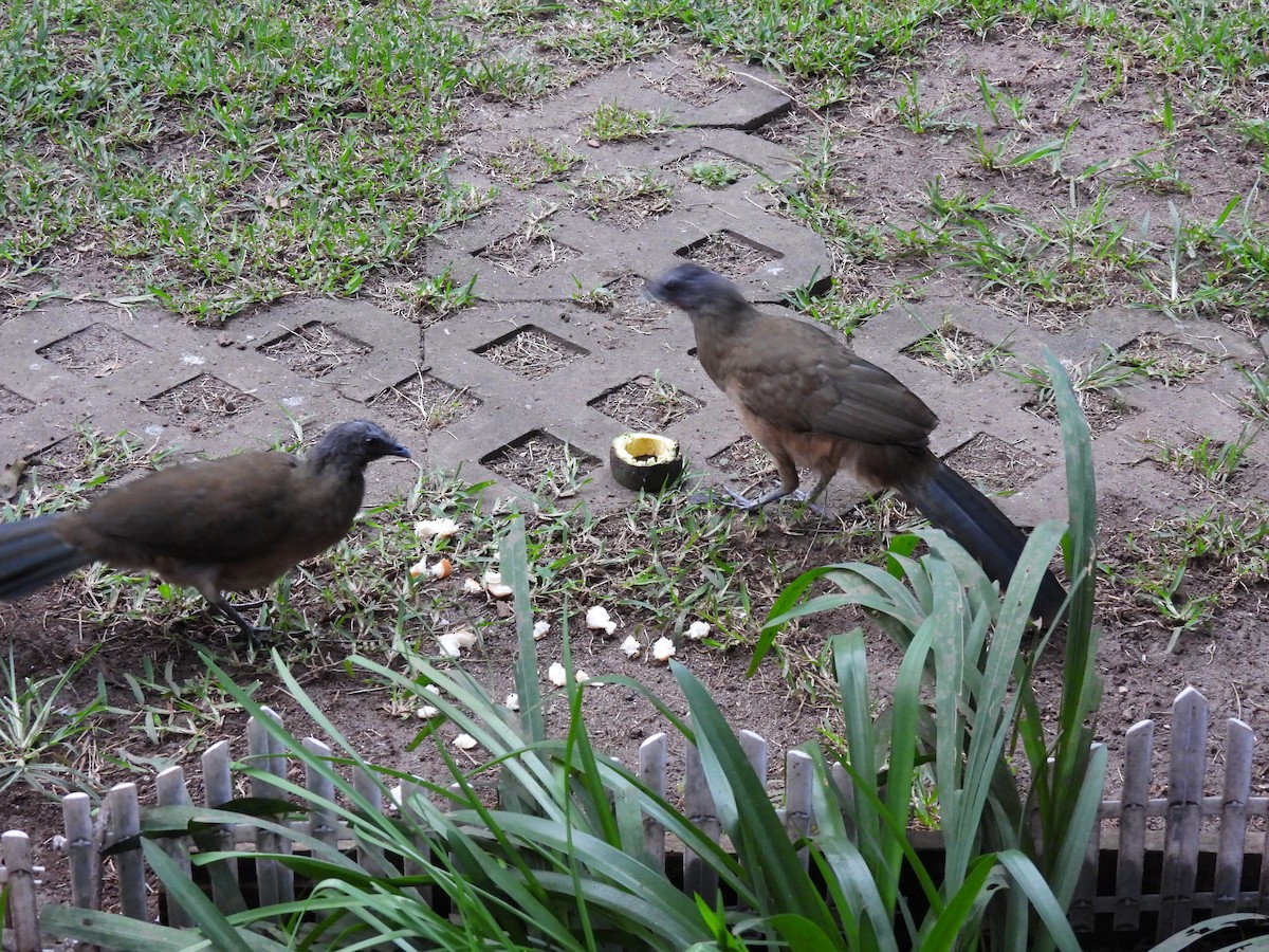 Plain Chachalaca - ML644672172