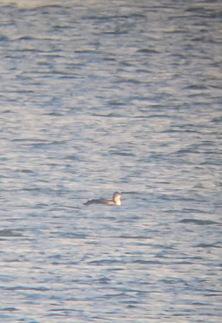 potáplice malá - ML644672173