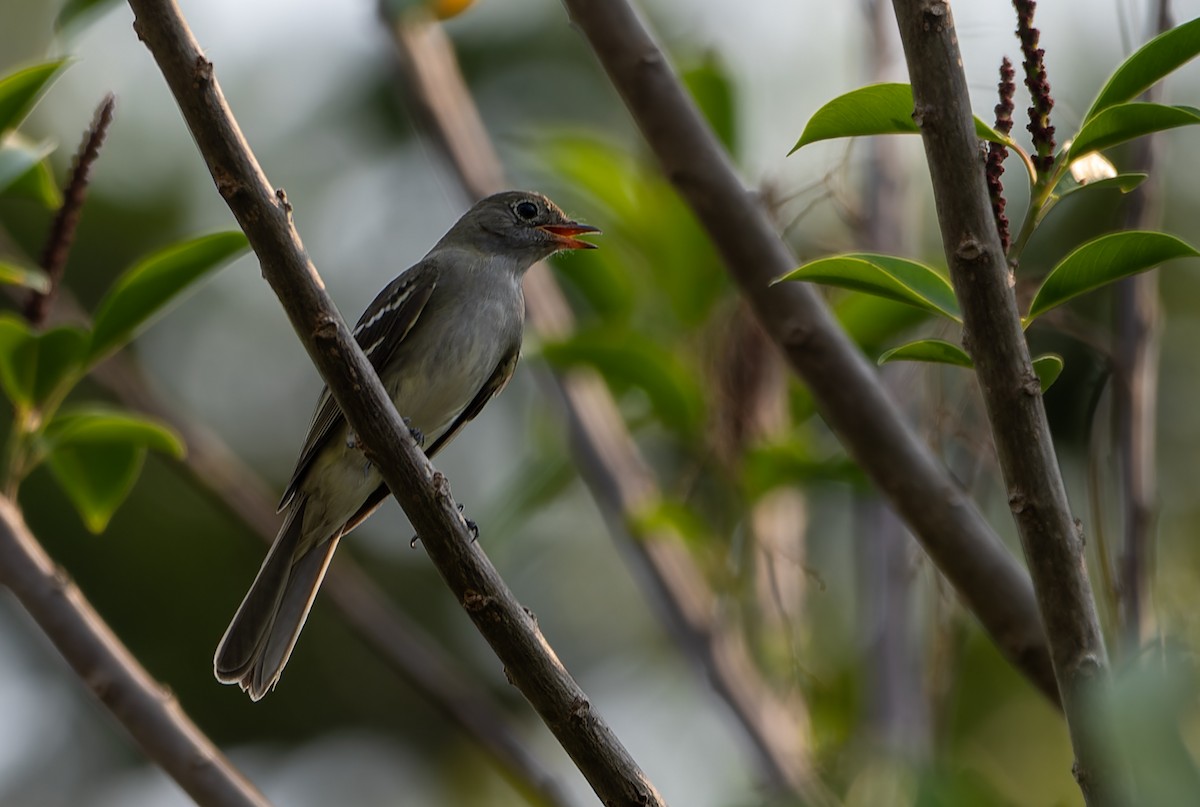 Graubrust-Olivtyrann - ML644672192