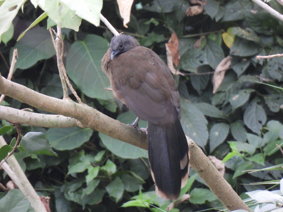 Plain Chachalaca - ML644672196