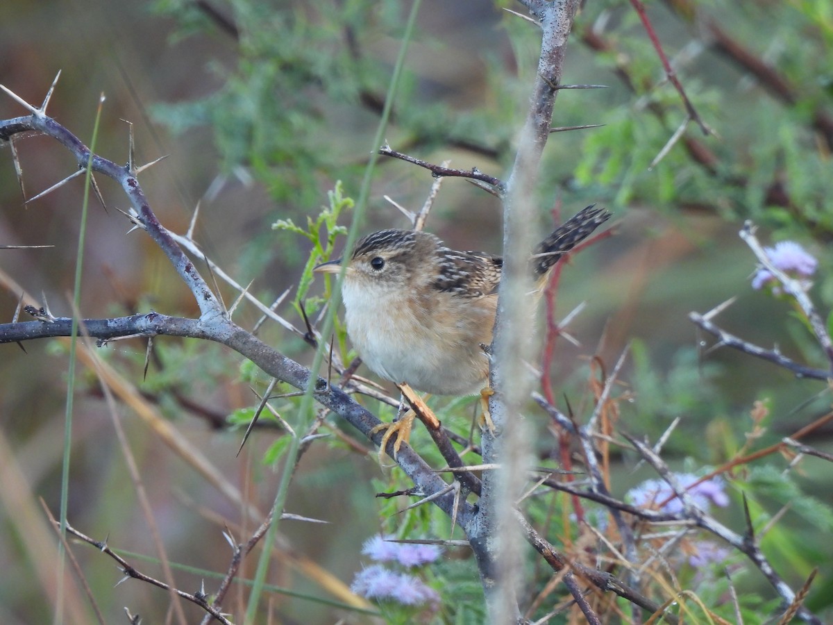 Sedge Wren - ML644672205