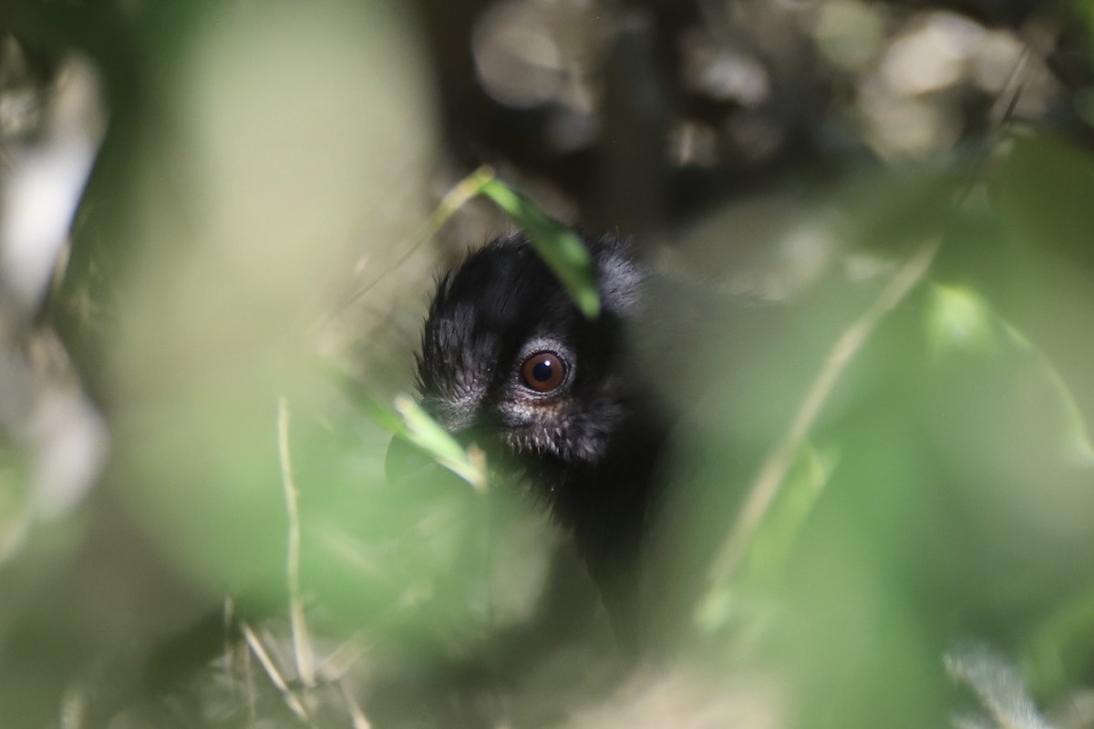 Plain Chachalaca - ML644672206