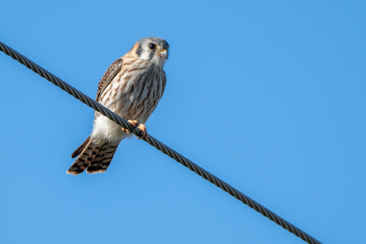 American Kestrel - ML644672211