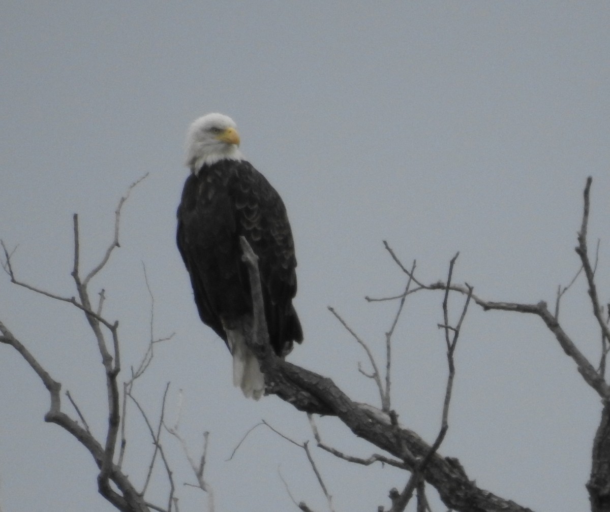 Bald Eagle - ML644672213