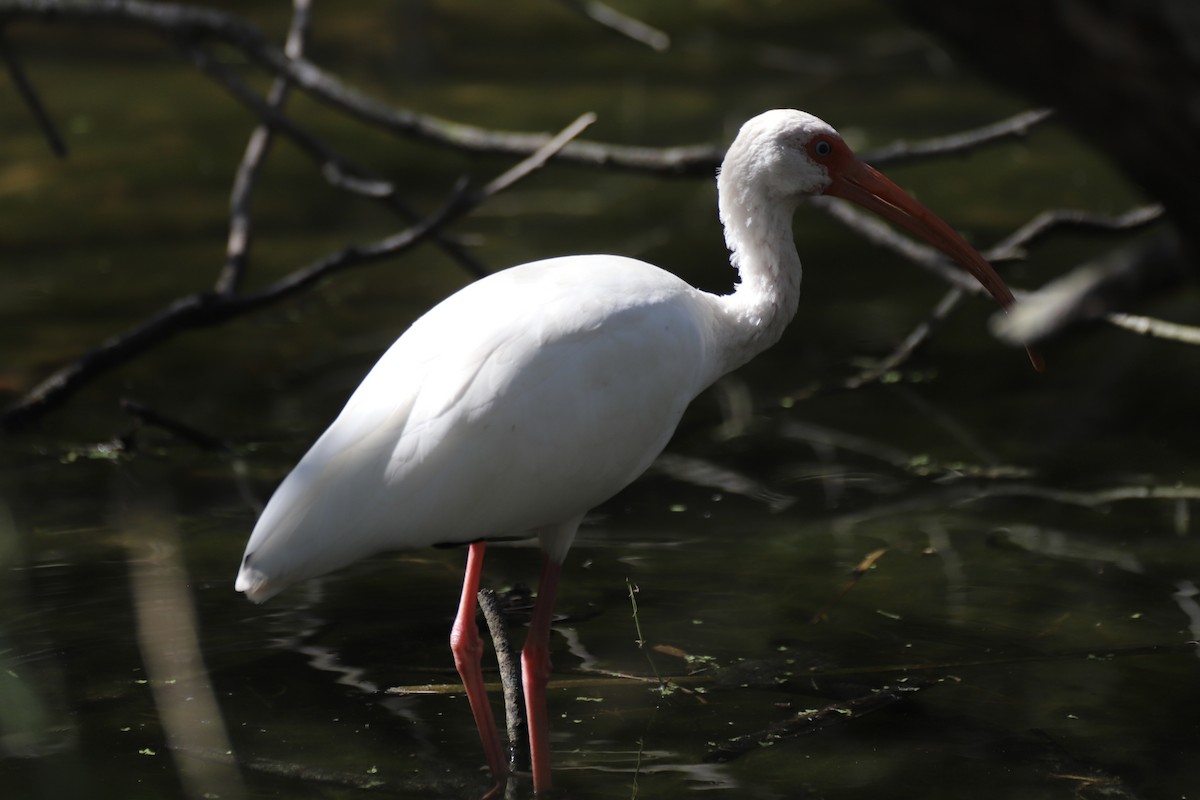 Ak Aynak - ML644672214