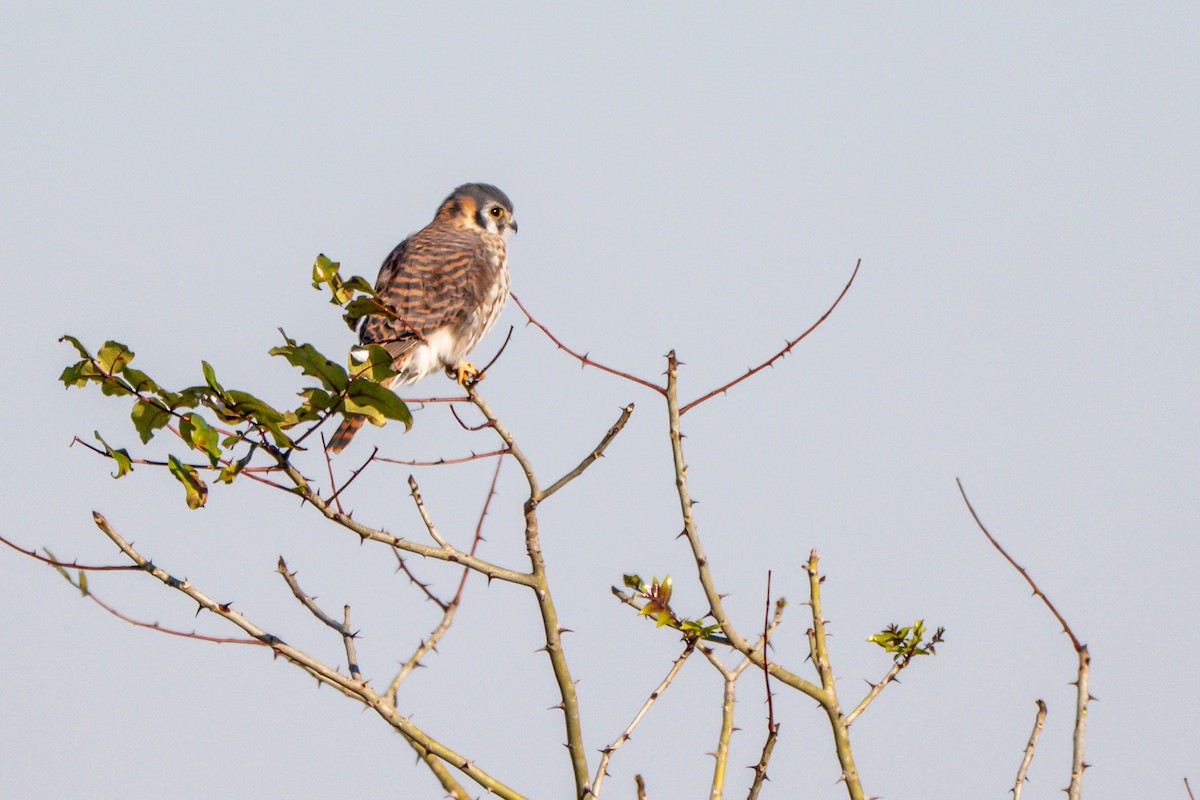 American Kestrel - ML644672220