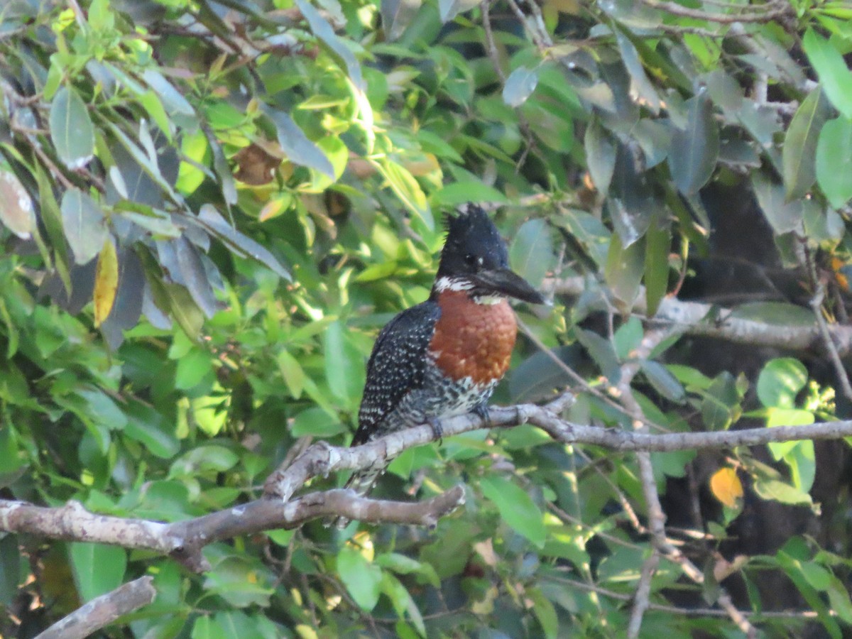 Giant Kingfisher - ML644672222