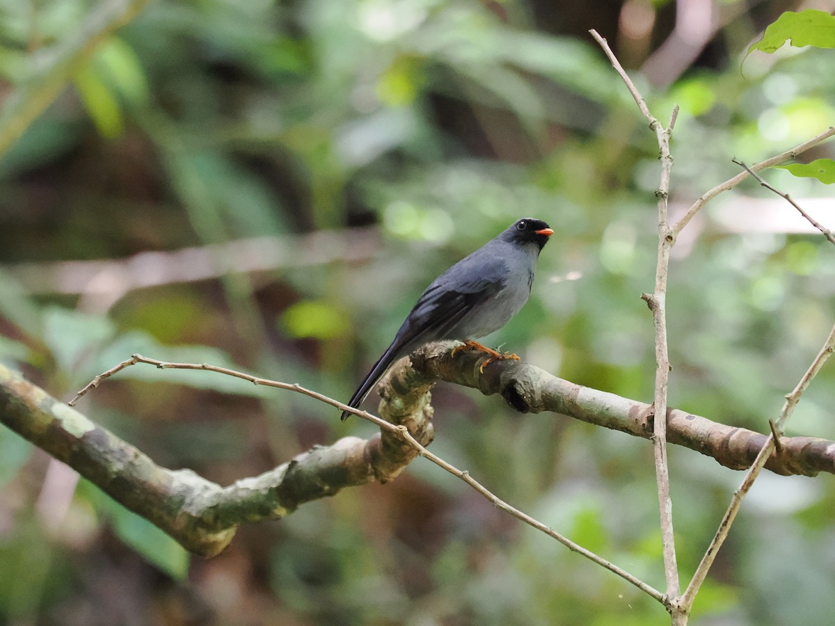 Black-faced Solitaire - ML644672226