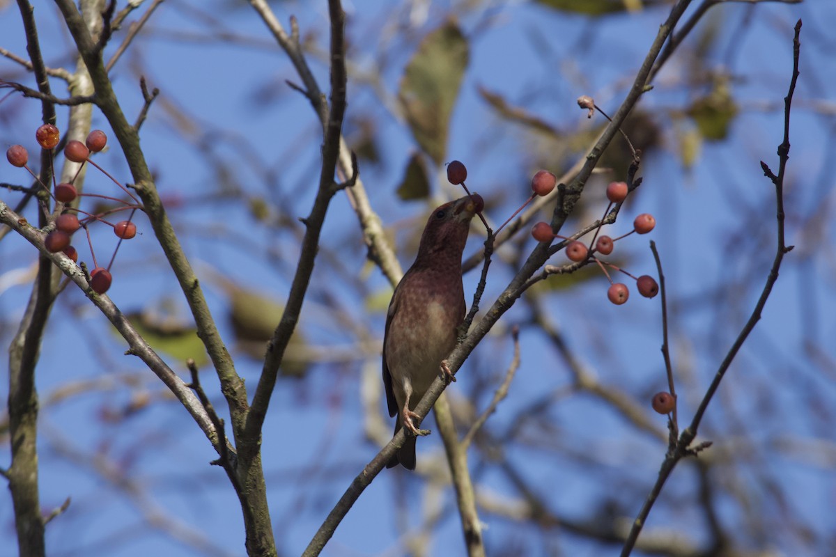 hýl nachový - ML644672228