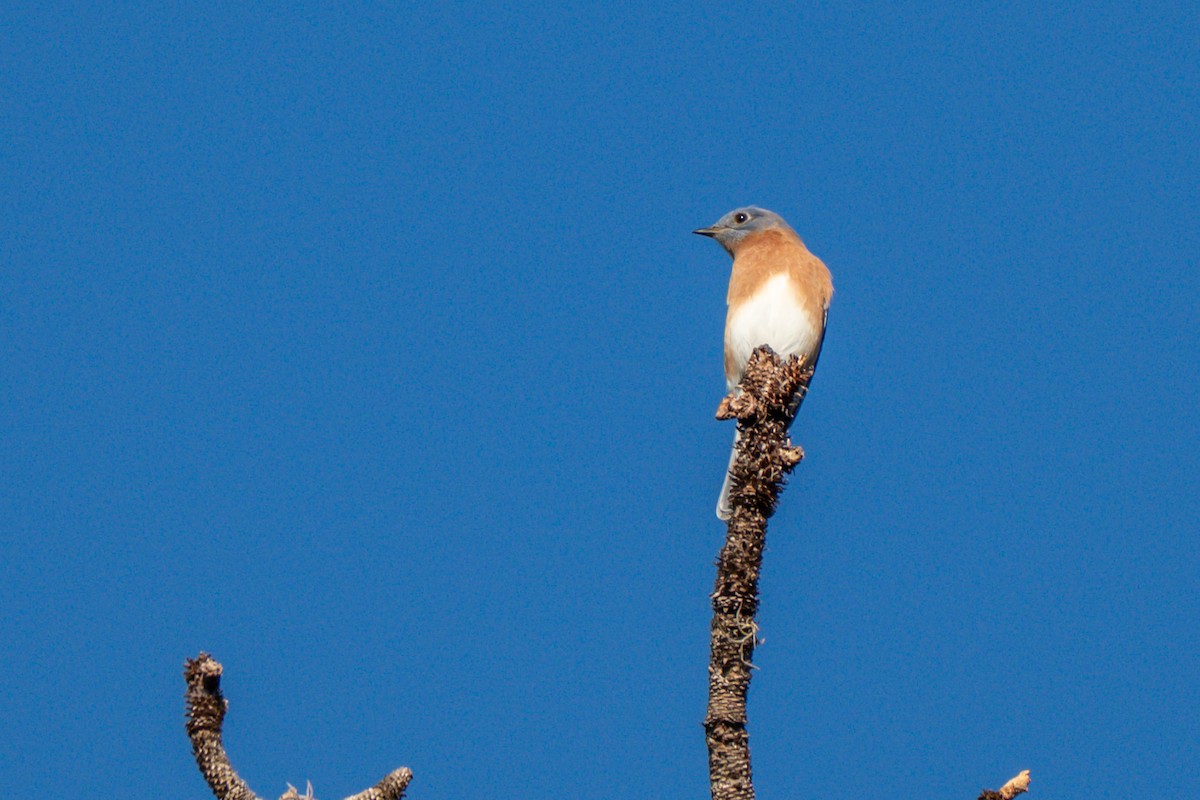 Eastern Bluebird - ML644672240