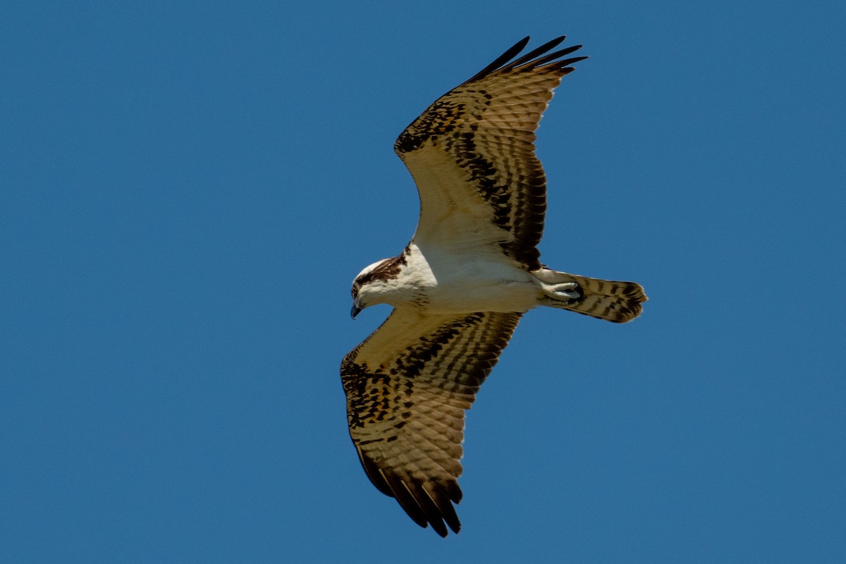 Osprey - ML644672241