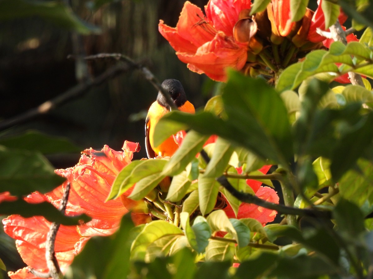 Балтиморский трупиал - ML644672242