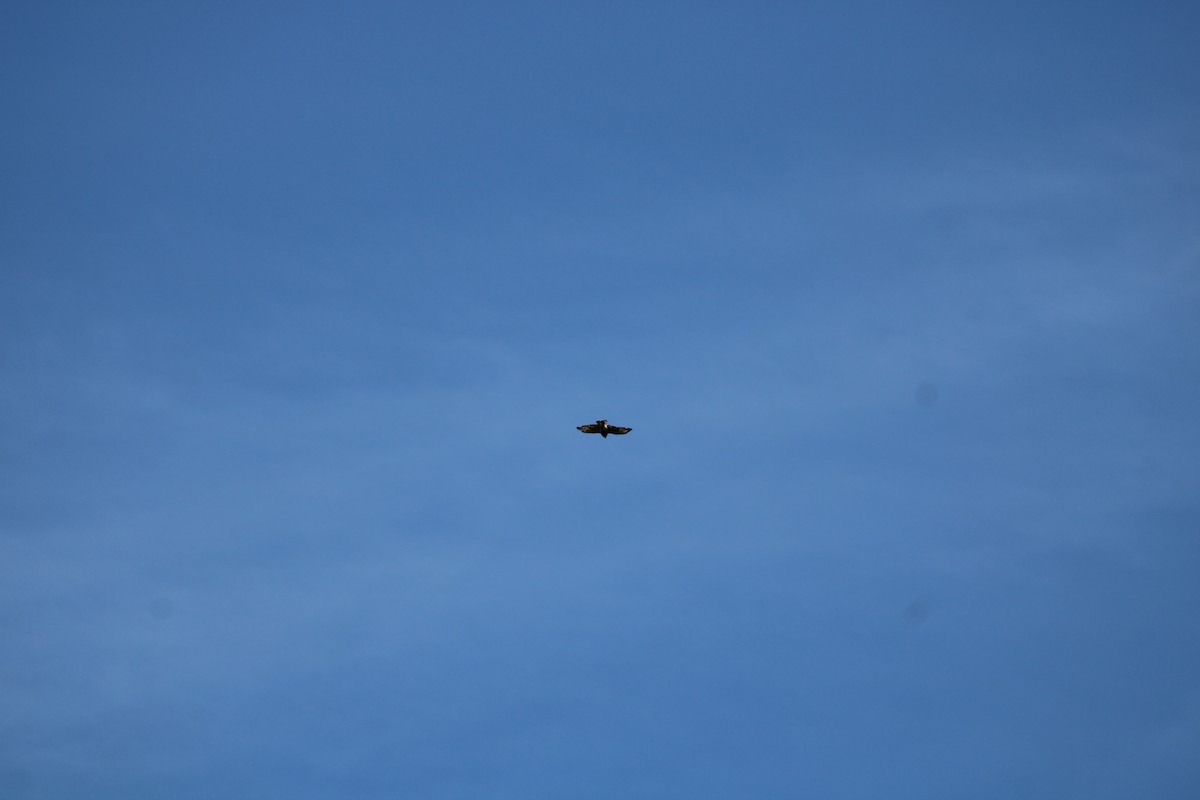 Broad-winged Hawk - ML644672244