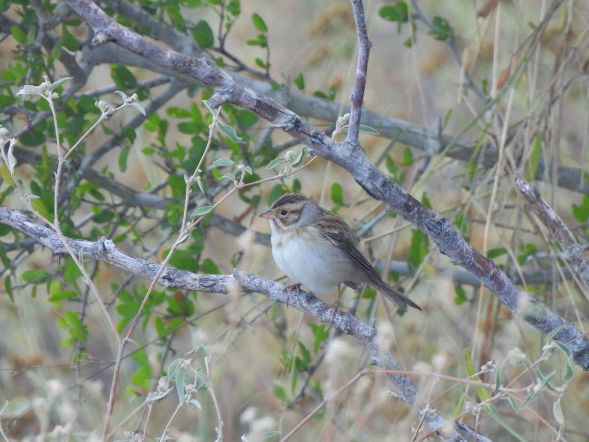 Clay-colored Sparrow - ML644672245