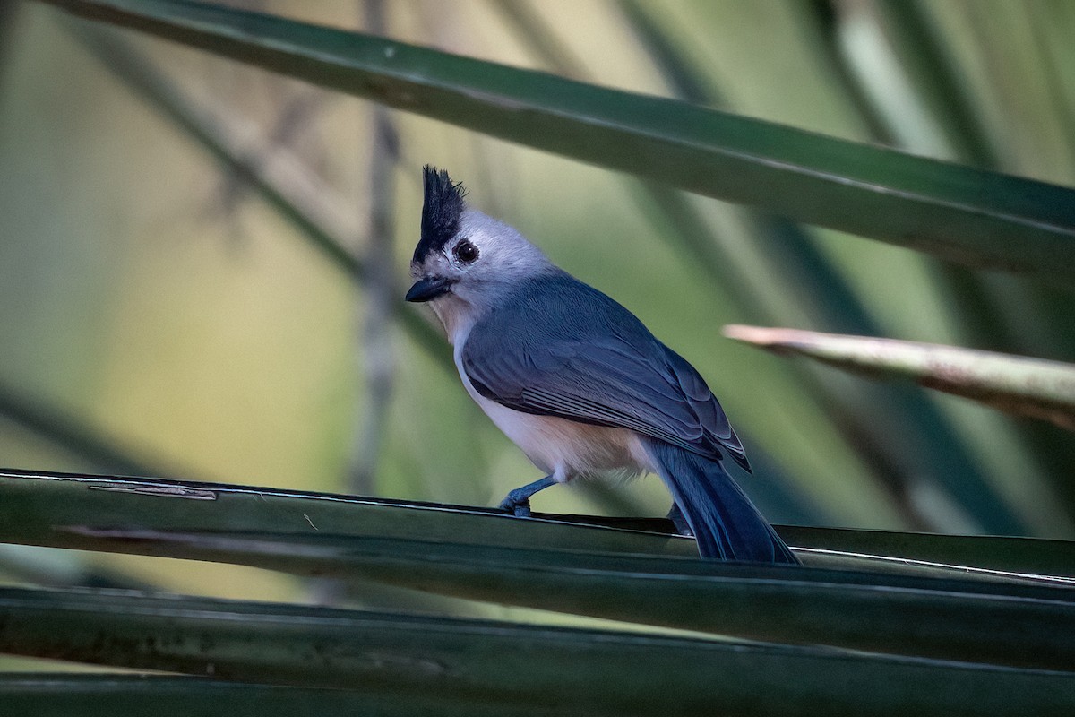 Black-crested Titmouse - ML644672260