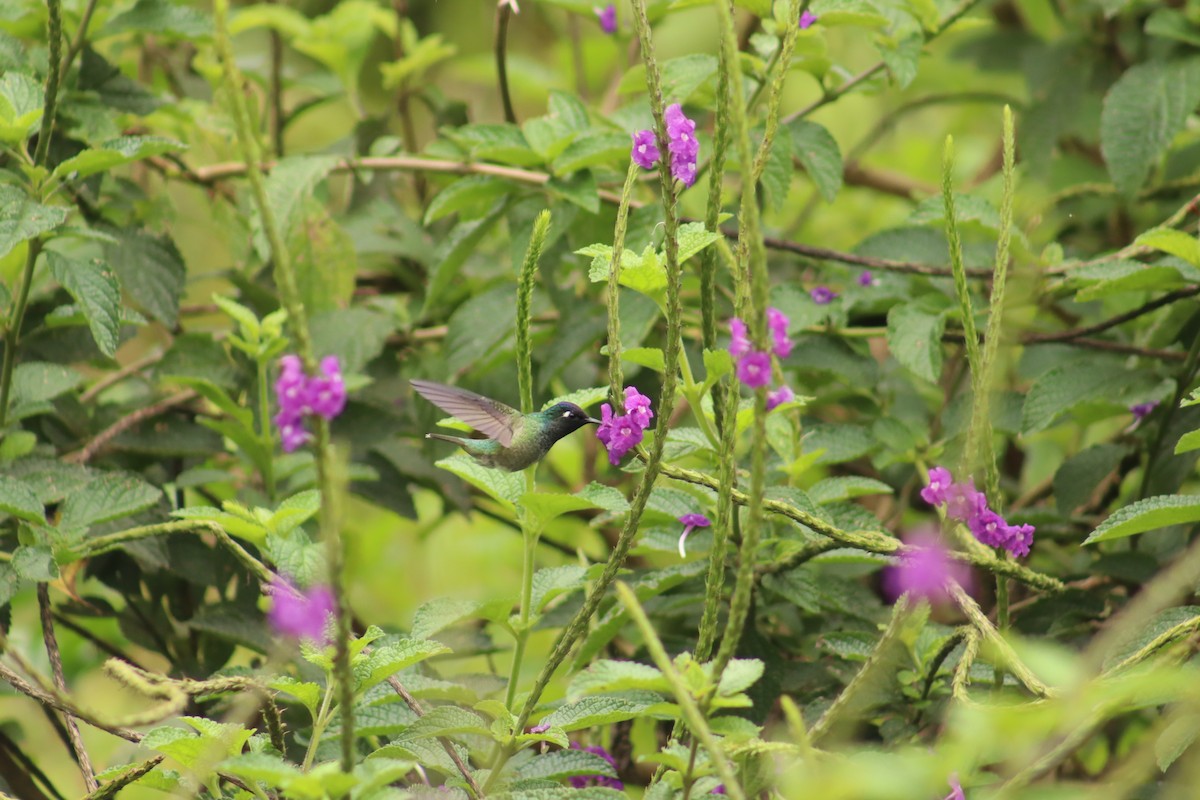 Violet-headed Hummingbird - ML644672264