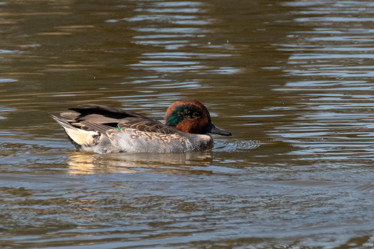 Çamurcun - ML644672265