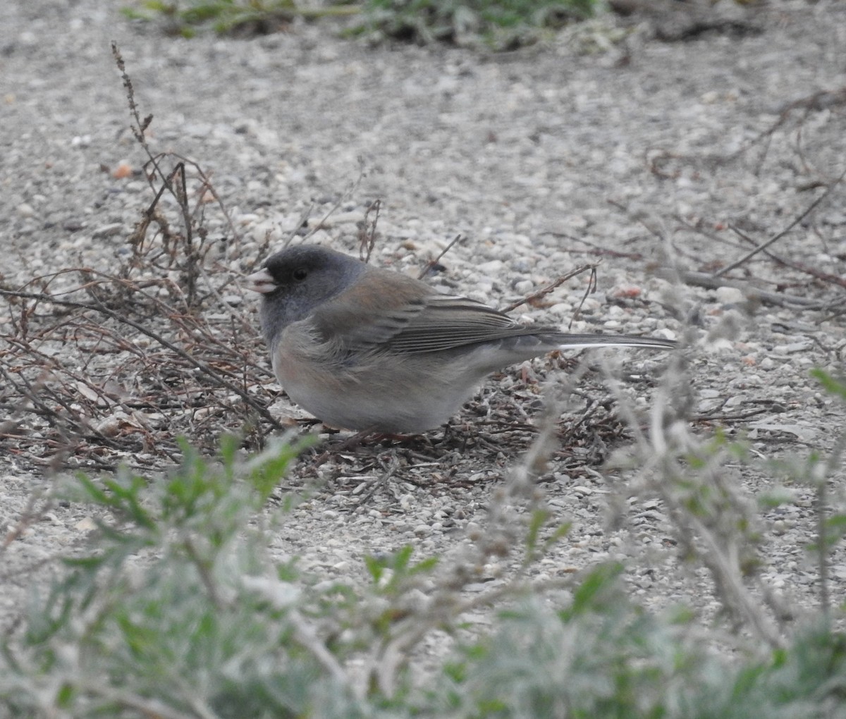 Dark-eyed Junco - ML644672266