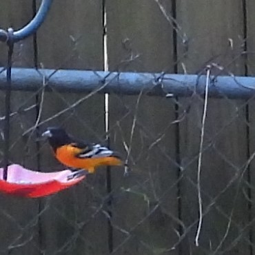 Балтиморский трупиал - ML644672269