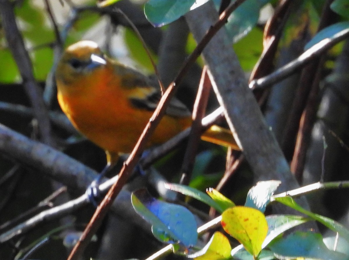 Балтиморский трупиал - ML644672270