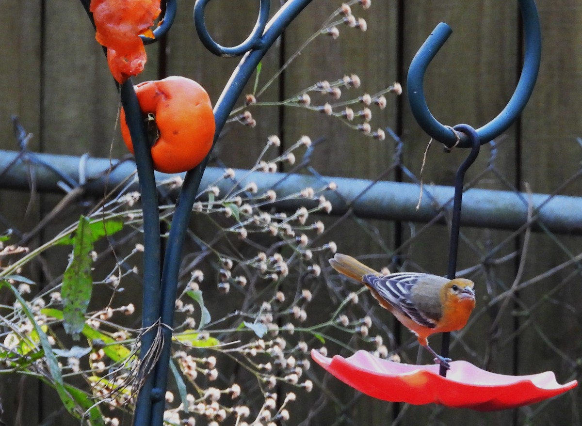 Балтиморский трупиал - ML644672271