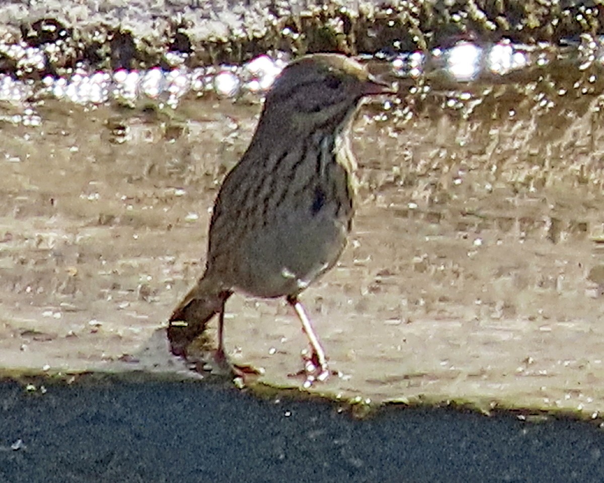 gråbrynspurv - ML644672272