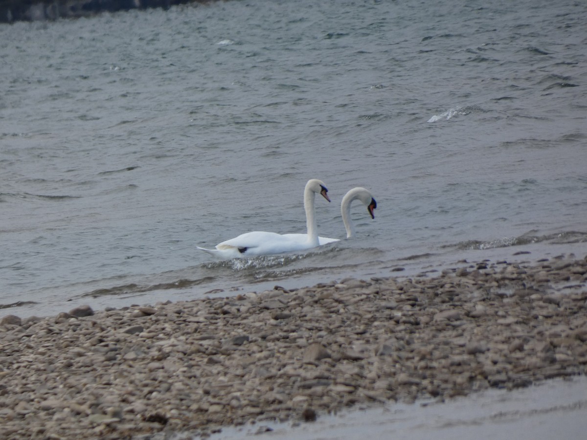 疣鼻天鵝 - ML644672280