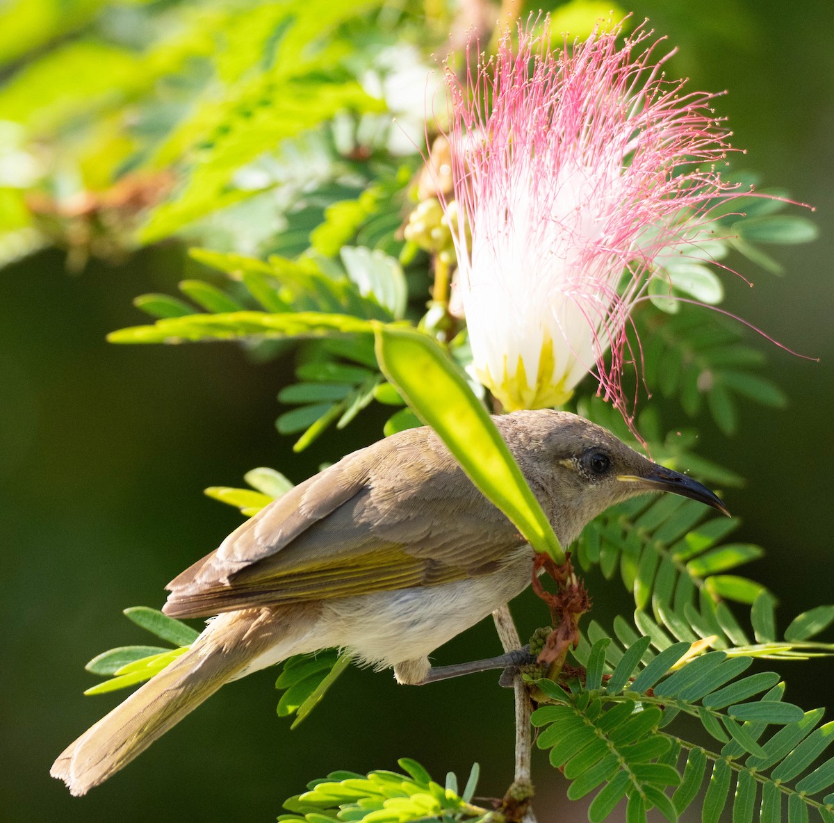 Brown Honeyeater - ML644672284