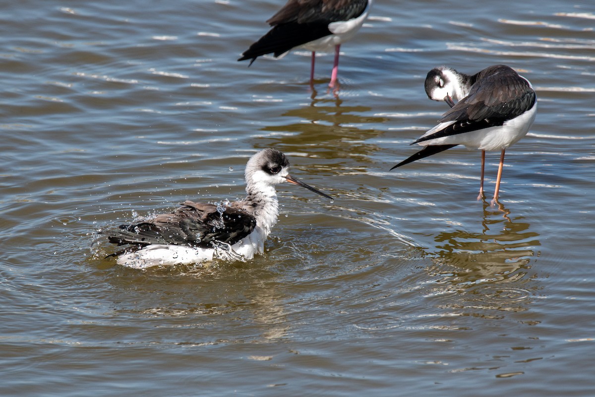 Black-necked Stilt - ML644672287