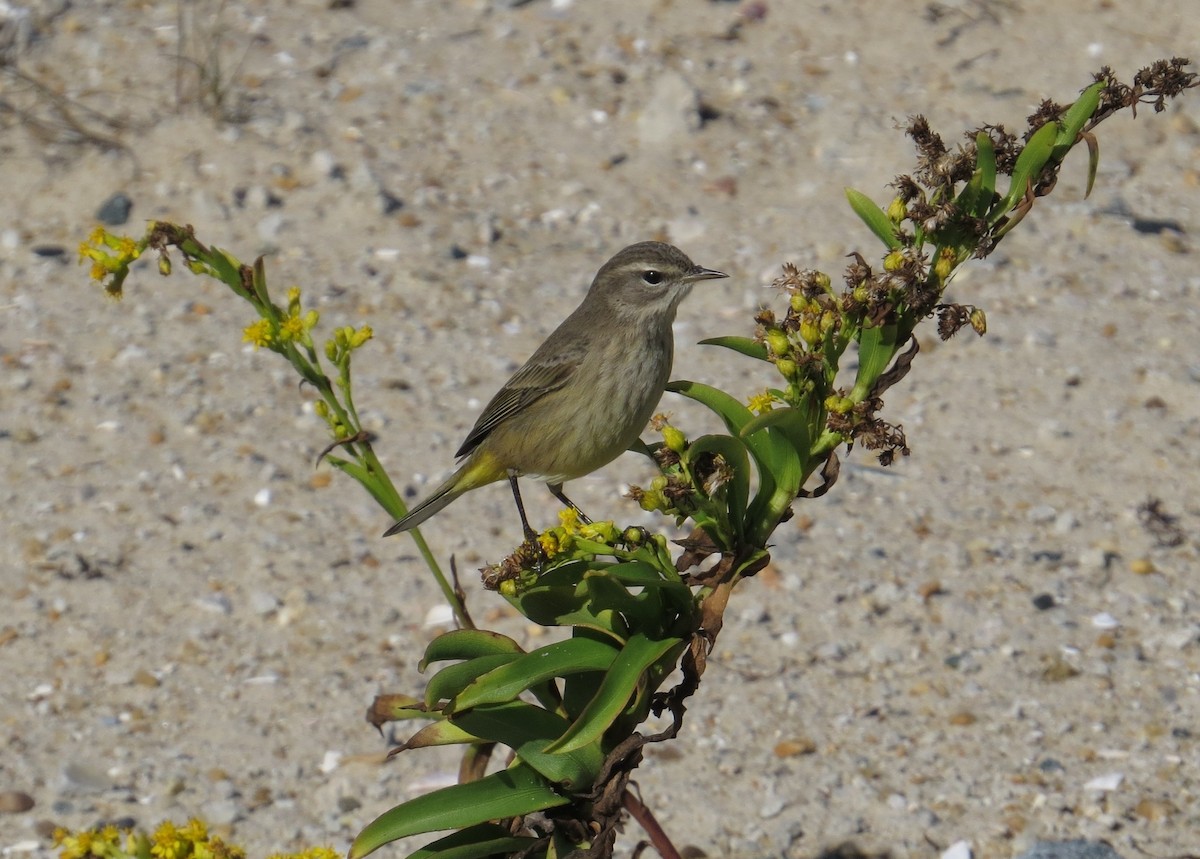 Palm Warbler - ML644672288