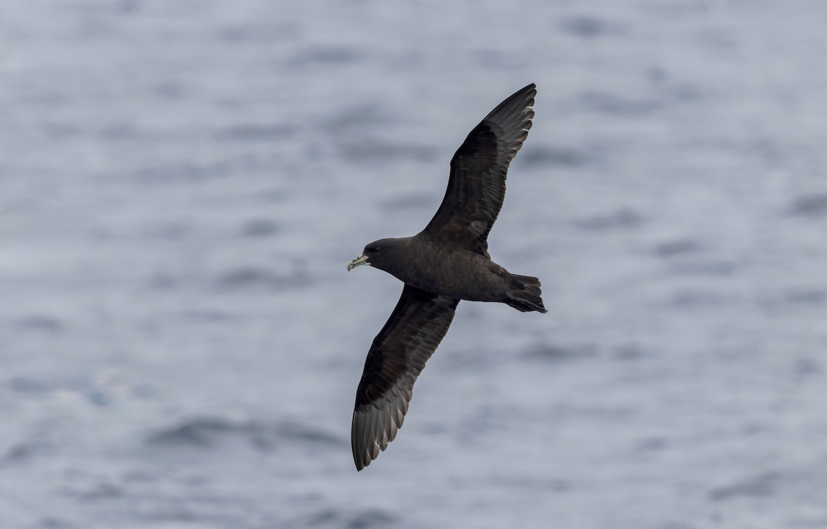 White-chinned Petrel - ML644672290