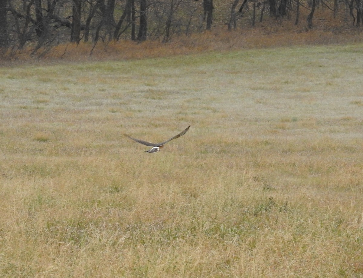 Northern Harrier - ML644672291