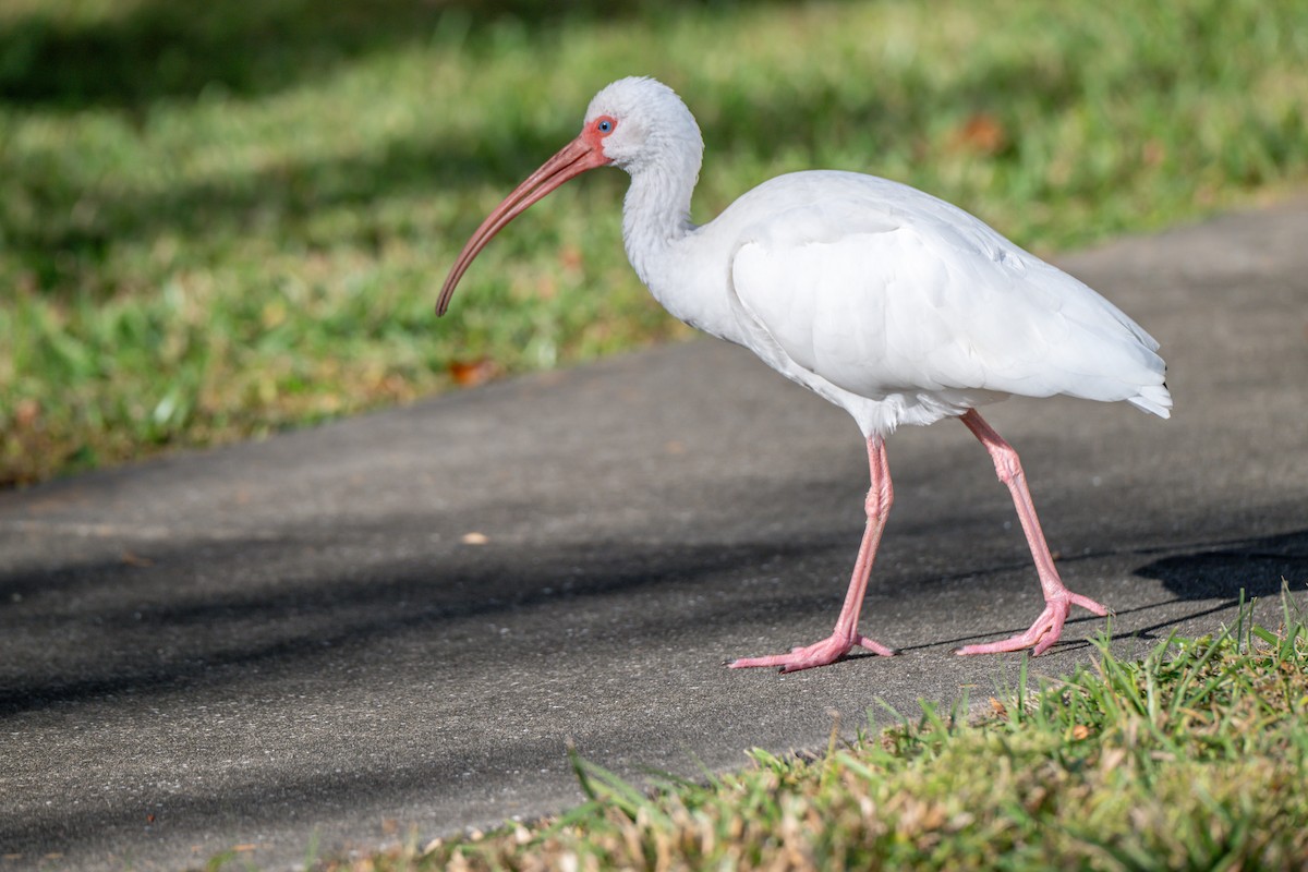 White Ibis - ML644672292