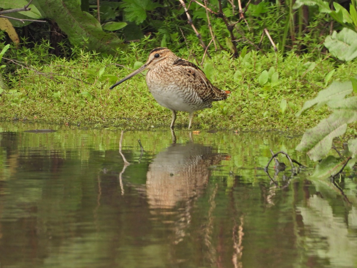 大地鷸 - ML644672293