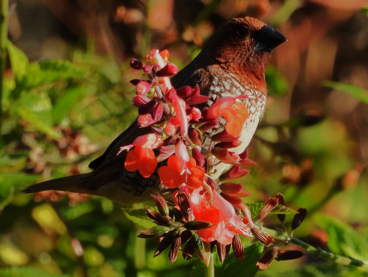 斑文鳥(punctulata) - ML644672295