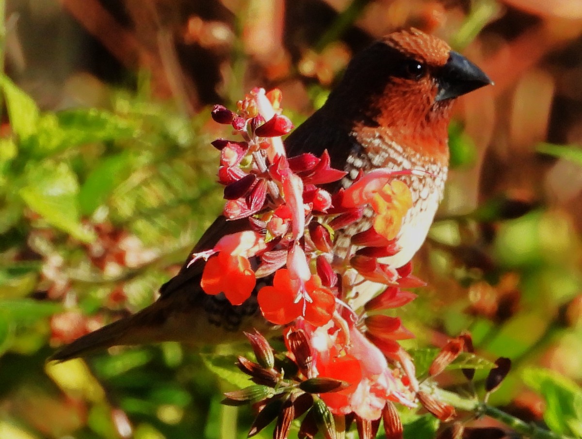 斑文鳥(punctulata) - ML644672296