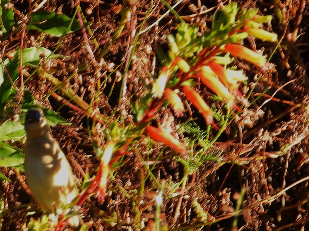 斑文鳥(punctulata) - ML644672297