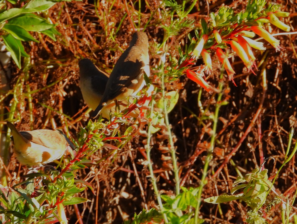 斑文鳥(punctulata) - ML644672298