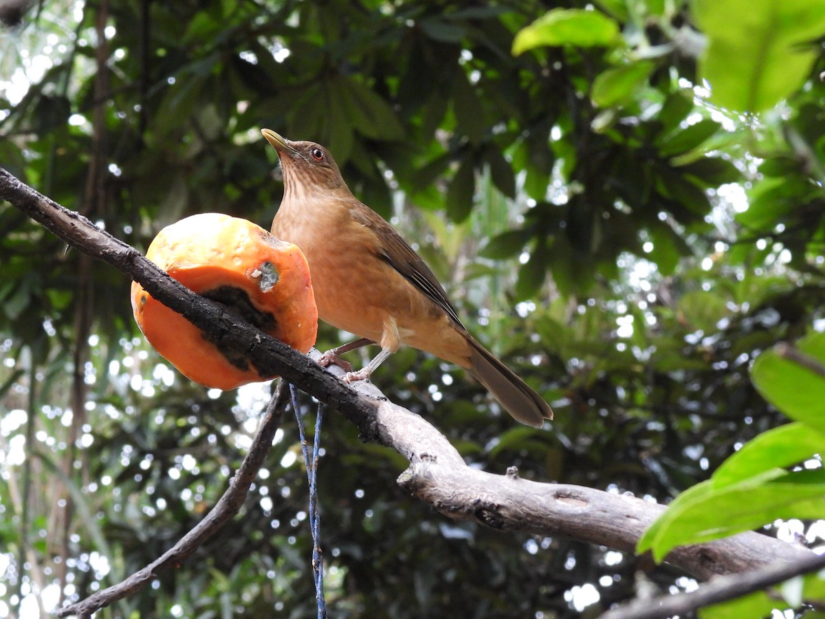 Clay-colored Thrush - ML644672299