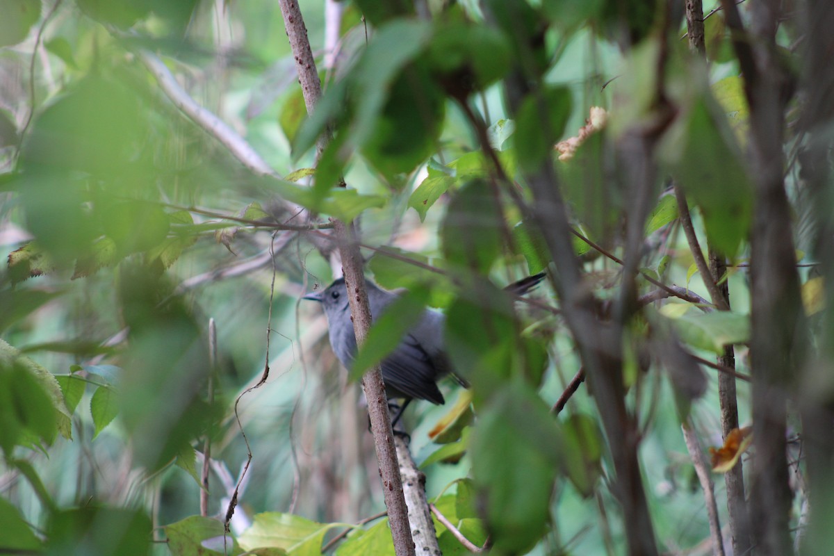 Gray Catbird - ML644672301