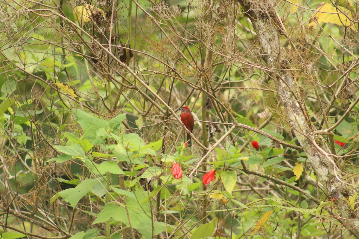 Red-crested Finch - ML644672302