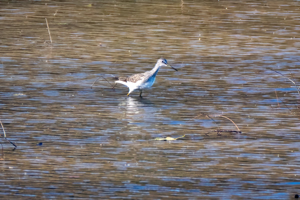 Greater Yellowlegs - ML644672303