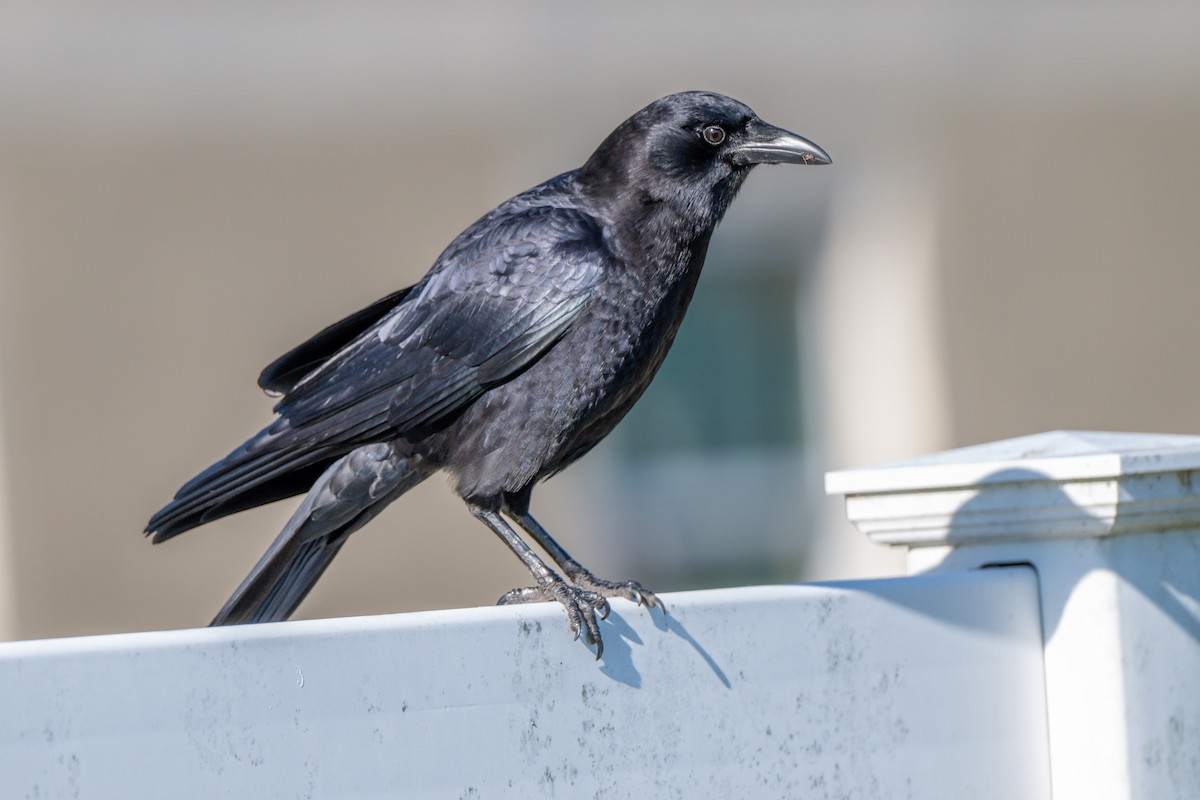 American Crow - ML644672304