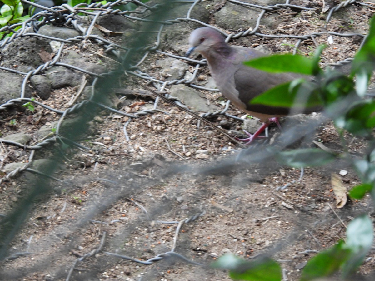 White-tipped Dove - ML644672305