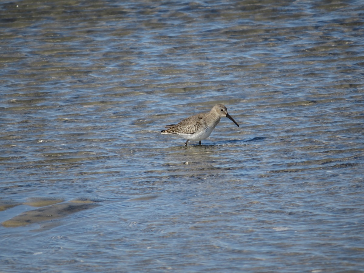 黑腹濱鷸 - ML644672307